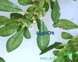 leaf, stereomicroscope 
